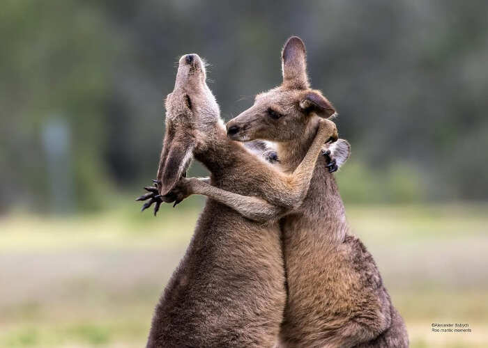 foto divertenti animali nikon comedy wildlife awards foto divertenti animali nikon comedy wildlife awards
