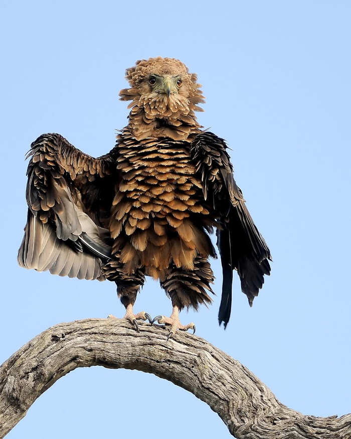 foto divertenti animali nikon comedy wildlife awards foto divertenti animali nikon comedy wildlife awards