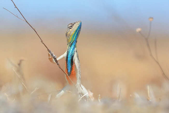 foto divertenti animali nikon comedy wildlife awards foto divertenti animali nikon comedy wildlife awards