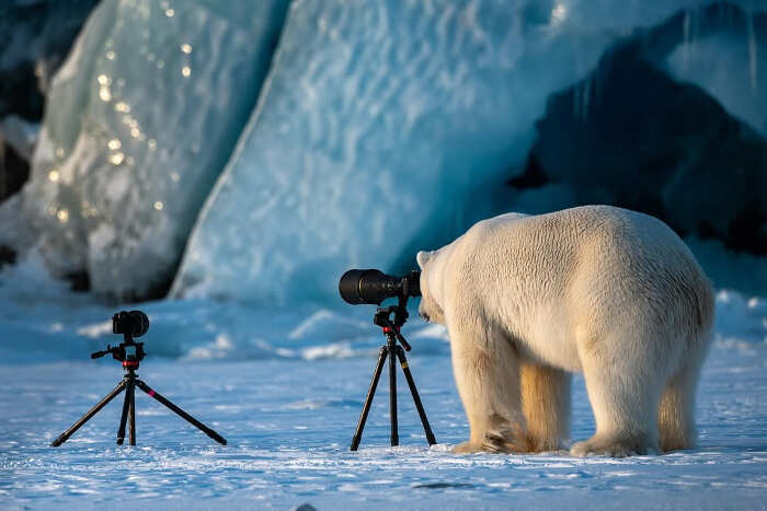 foto divertenti animali nikon comedy wildlife awards foto divertenti animali nikon comedy wildlife awards