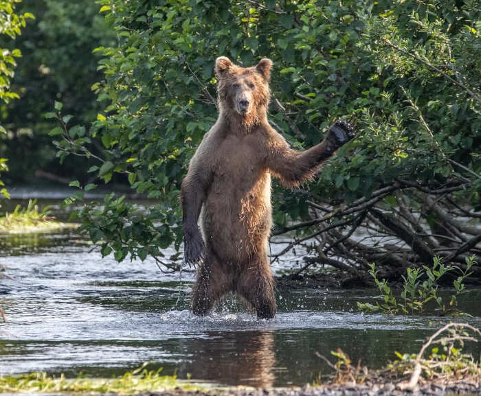 foto divertenti animali nikon comedy wildlife awards foto divertenti animali nikon comedy wildlife awards