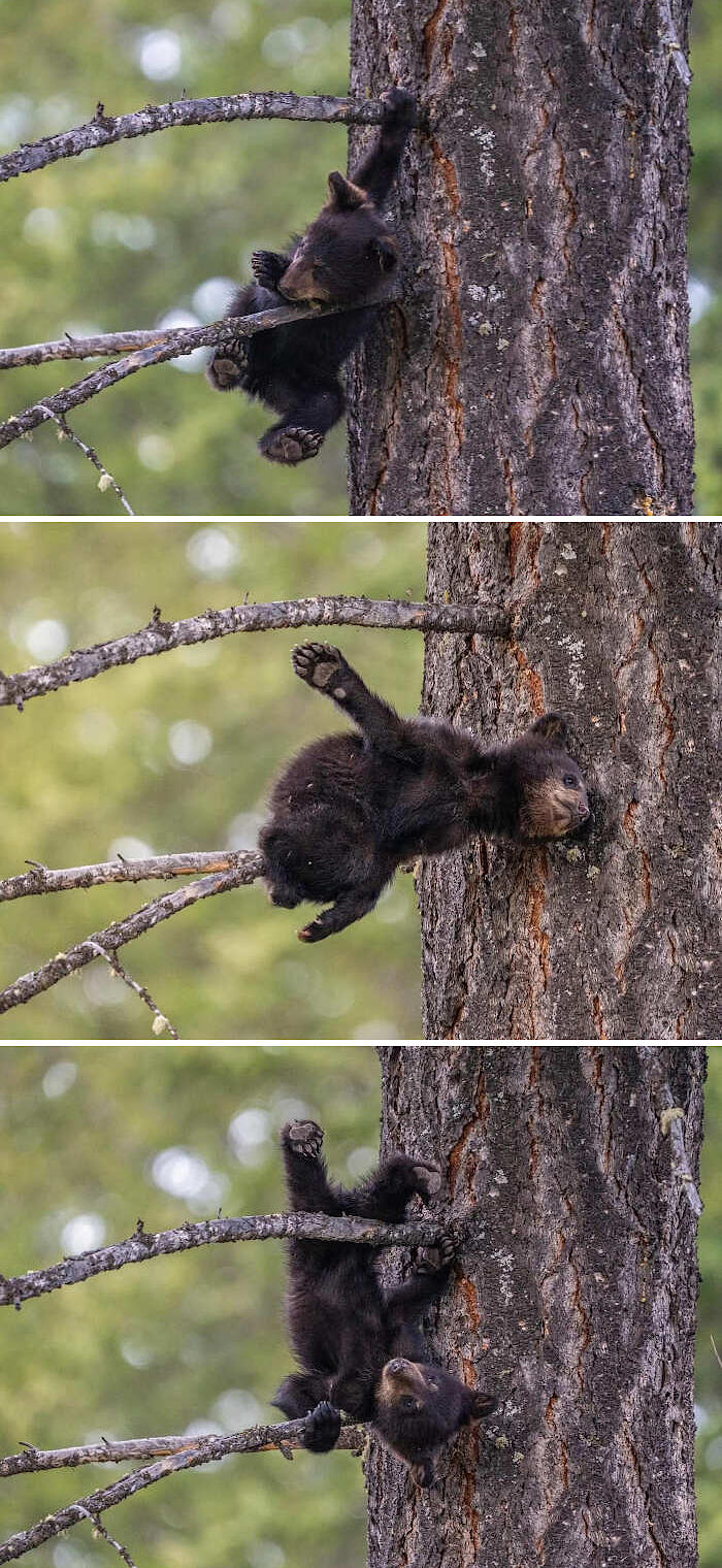 foto divertenti animali nikon comedy wildlife awards foto divertenti animali nikon comedy wildlife awards