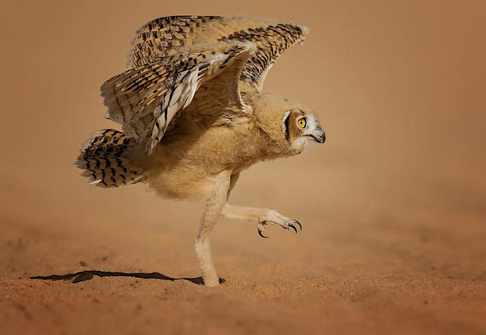 foto divertenti animali nikon comedy wildlife awards foto divertenti animali nikon comedy wildlife awards