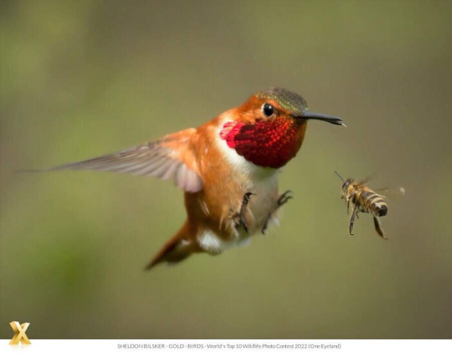 foto animali selvatici one eyeland photography awards foto animali selvatici one eyeland photography awards