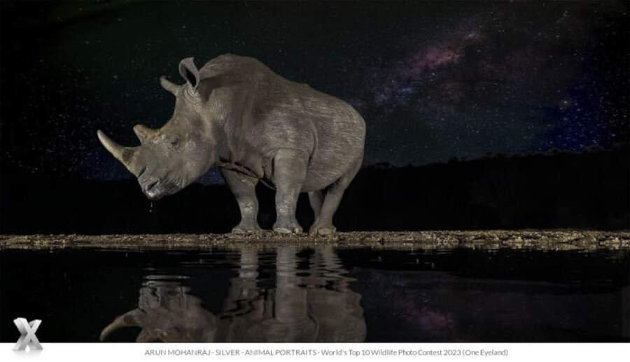 foto animali selvatici one eyeland photography awards foto animali selvatici one eyeland photography awards