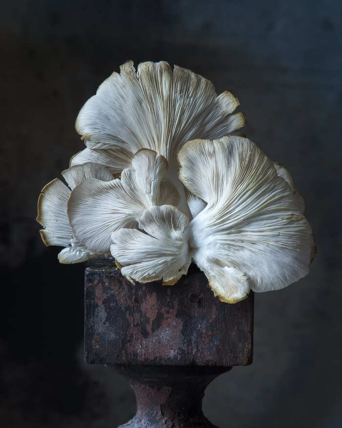 foto cibo World Food Photography Awards foto cibo World Food Photography Awards
