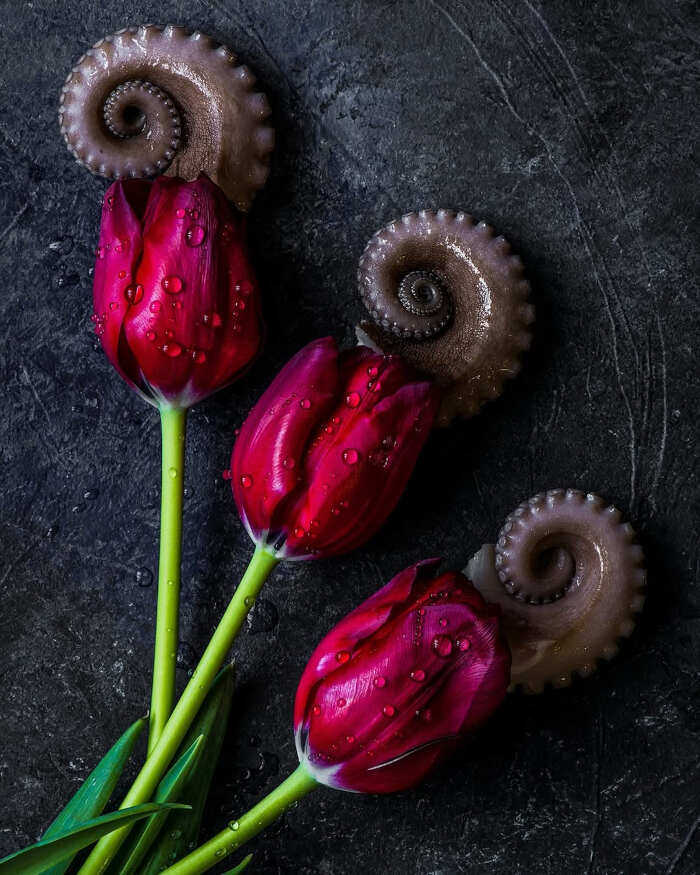 foto cibo World Food Photography Awards foto cibo World Food Photography Awards