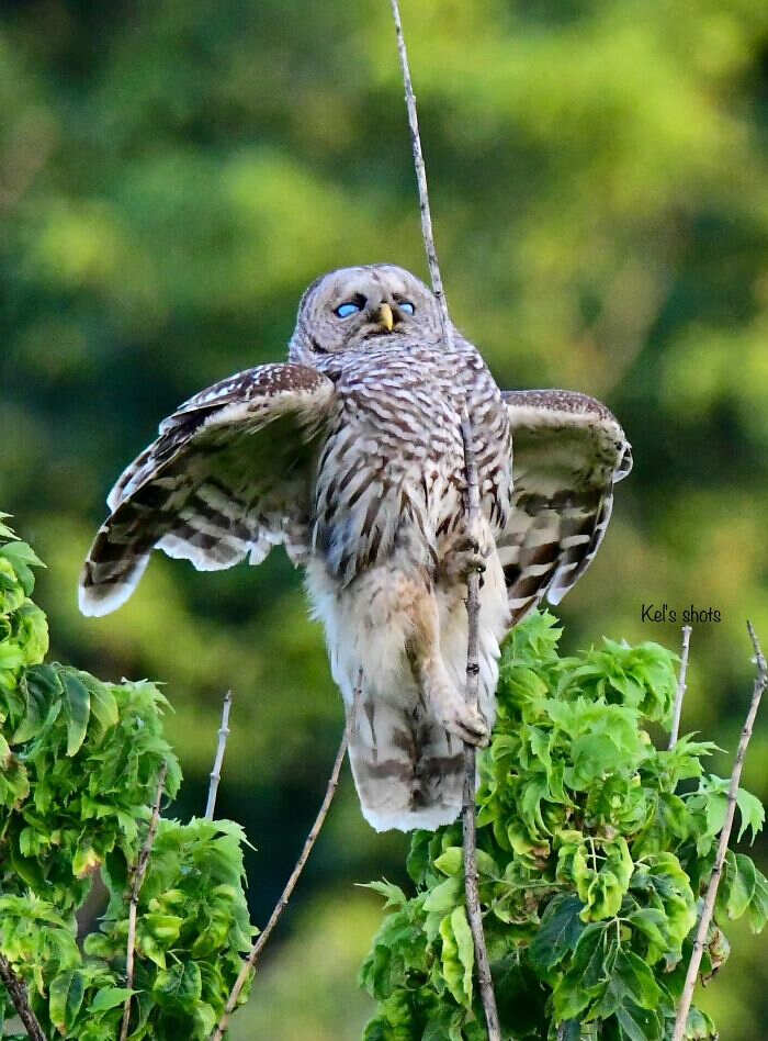 foto naturalistiche divertenti Crap Wildlife Photography foto naturalistiche divertenti Crap Wildlife Photography