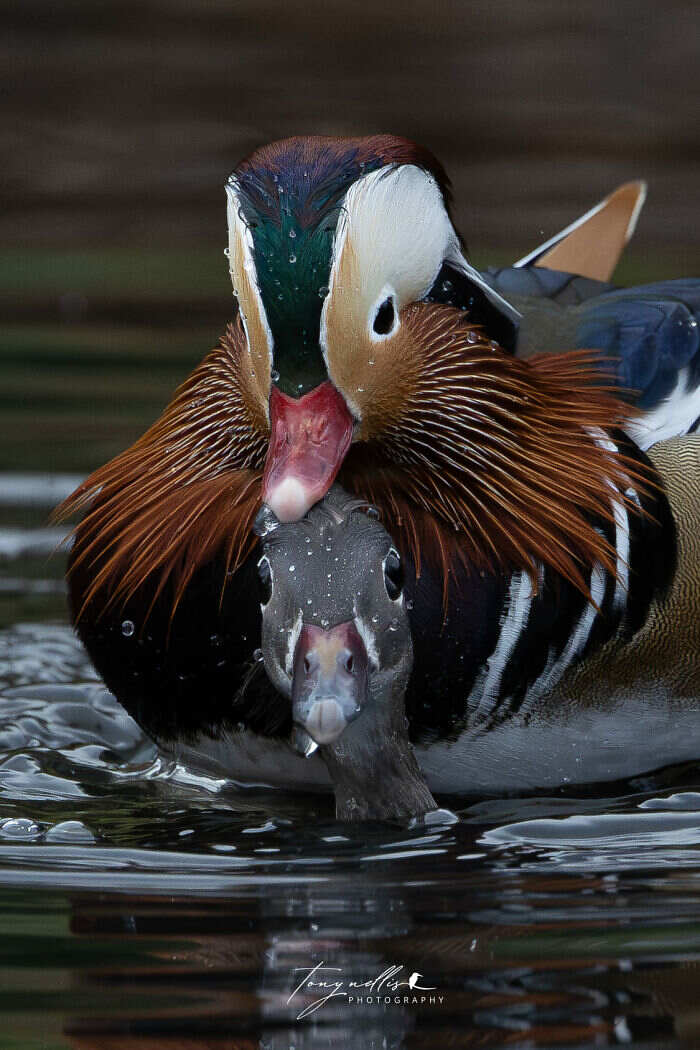 foto naturalistiche divertenti Crap Wildlife Photography foto naturalistiche divertenti Crap Wildlife Photography