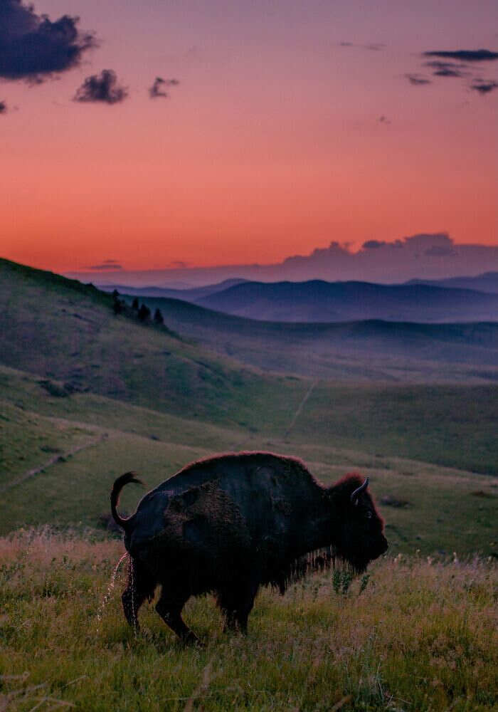 foto naturalistiche divertenti Crap Wildlife Photography foto naturalistiche divertenti Crap Wildlife Photography