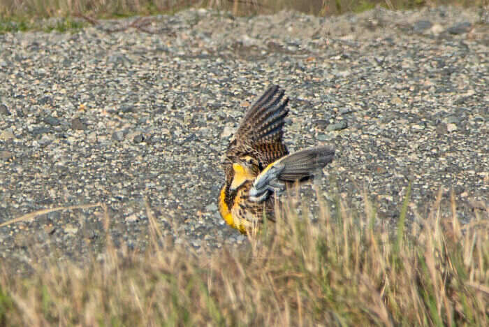 foto naturalistiche divertenti Crap Wildlife Photography foto naturalistiche divertenti Crap Wildlife Photography