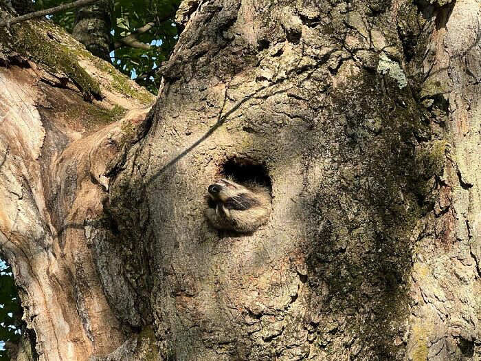 foto naturalistiche divertenti Crap Wildlife Photography foto naturalistiche divertenti Crap Wildlife Photography