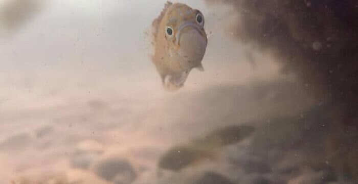 foto naturalistiche divertenti Crap Wildlife Photography foto naturalistiche divertenti Crap Wildlife Photography