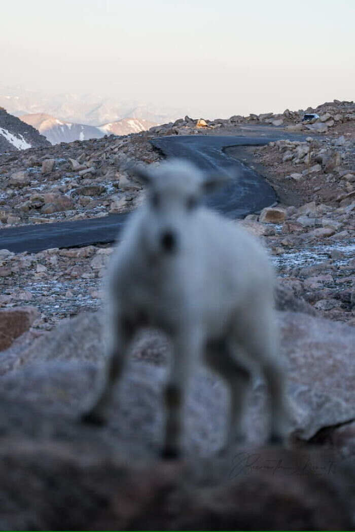 foto naturalistiche divertenti Crap Wildlife Photography foto naturalistiche divertenti Crap Wildlife Photography