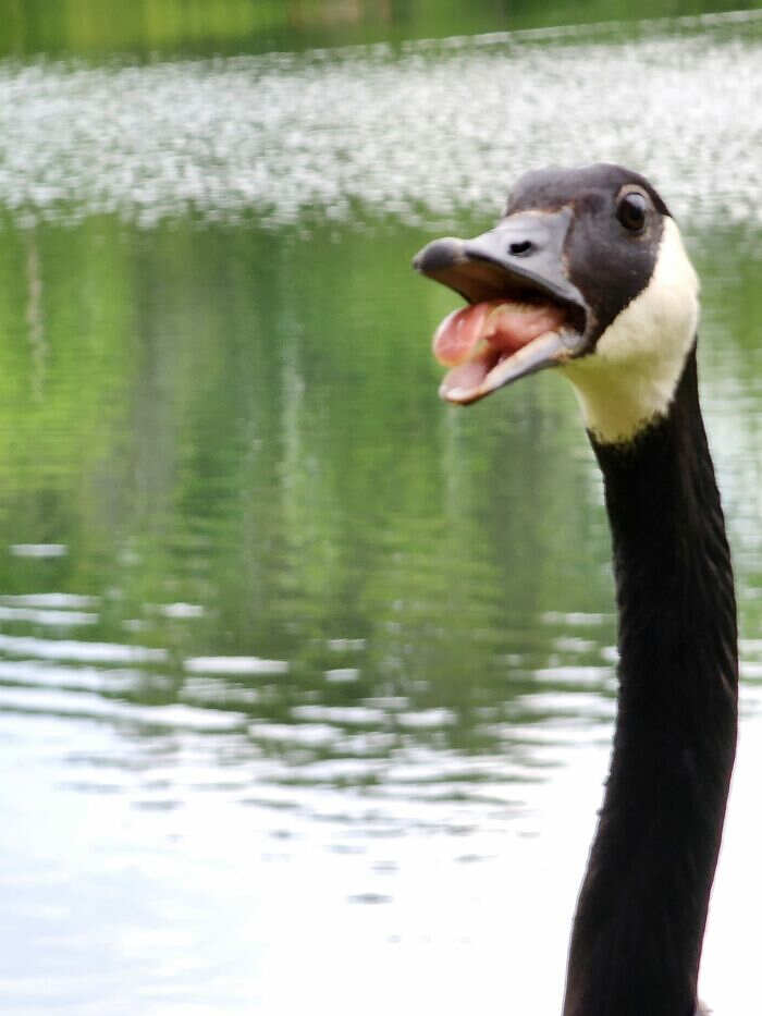 foto naturalistiche divertenti Crap Wildlife Photography foto naturalistiche divertenti Crap Wildlife Photography