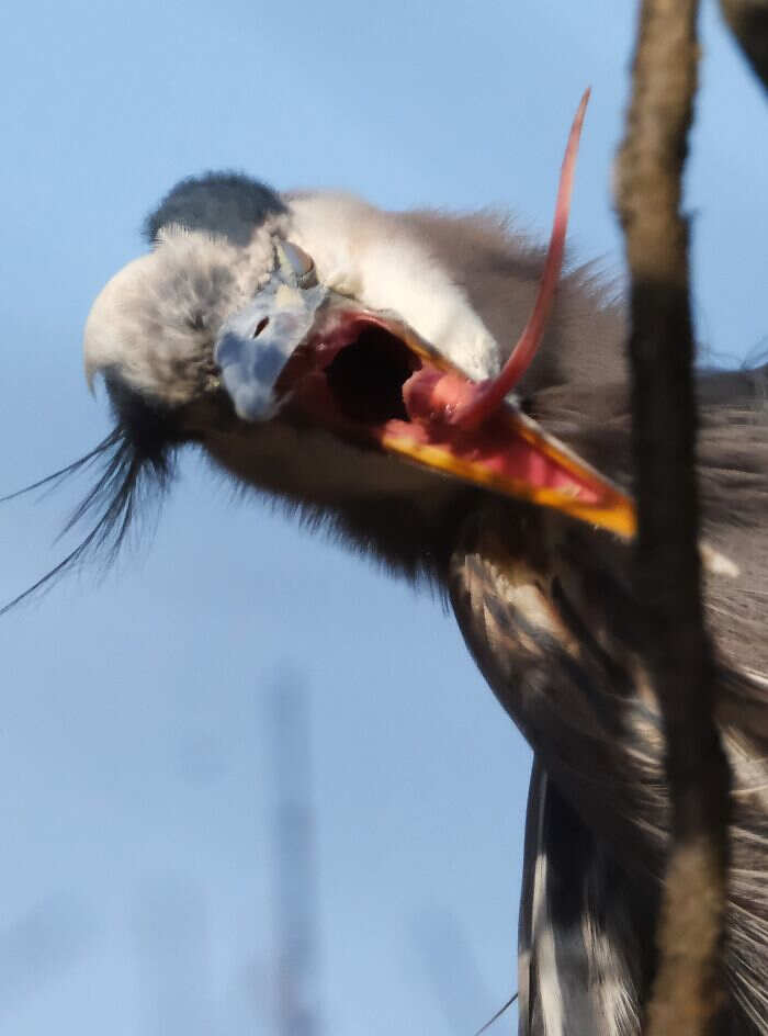 foto naturalistiche divertenti Crap Wildlife Photography foto naturalistiche divertenti Crap Wildlife Photography