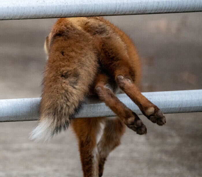 foto naturalistiche divertenti Crap Wildlife Photography foto naturalistiche divertenti Crap Wildlife Photography