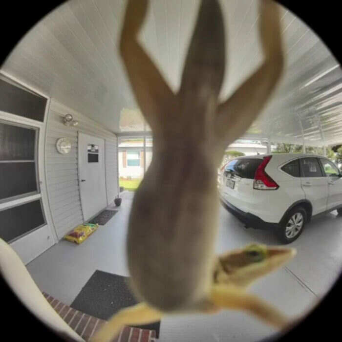 foto naturalistiche divertenti Crap Wildlife Photography foto naturalistiche divertenti Crap Wildlife Photography