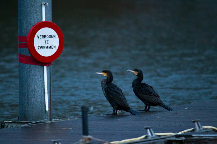foto naturalistiche divertenti Crap Wildlife Photography foto naturalistiche divertenti Crap Wildlife Photography