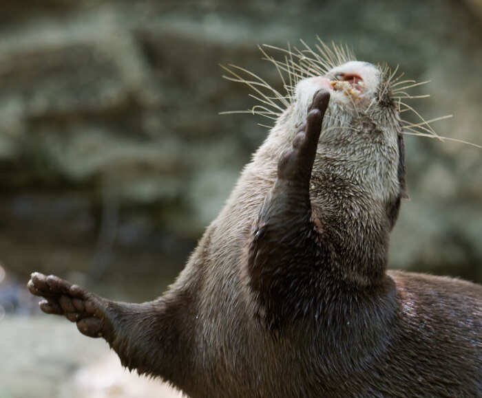 foto naturalistiche divertenti Crap Wildlife Photography foto naturalistiche divertenti Crap Wildlife Photography
