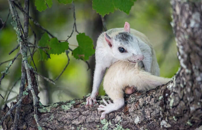 foto naturalistiche divertenti Crap Wildlife Photography foto naturalistiche divertenti Crap Wildlife Photography