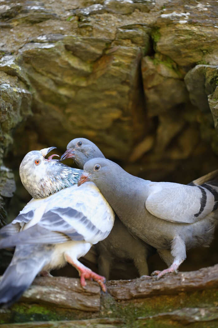 foto naturalistiche divertenti Crap Wildlife Photography foto naturalistiche divertenti Crap Wildlife Photography