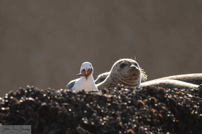 foto naturalistiche divertenti Crap Wildlife Photography foto naturalistiche divertenti Crap Wildlife Photography