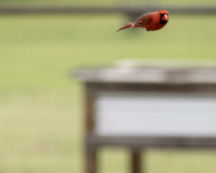 foto naturalistiche divertenti Crap Wildlife Photography foto naturalistiche divertenti Crap Wildlife Photography