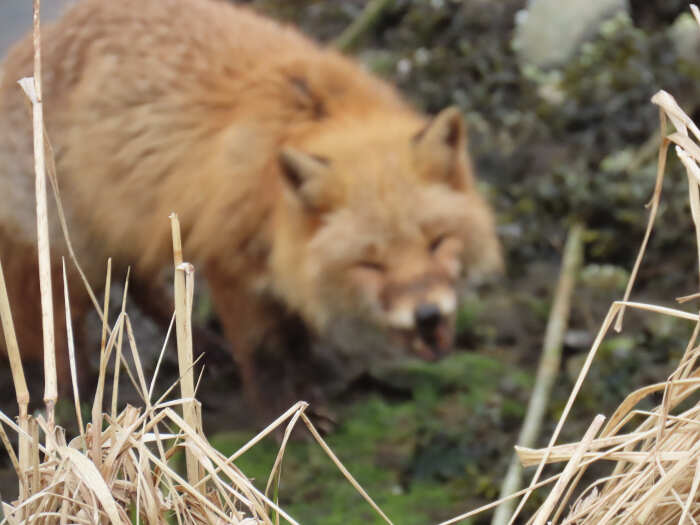 foto naturalistiche divertenti Crap Wildlife Photography foto naturalistiche divertenti Crap Wildlife Photography