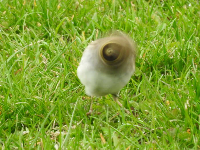 foto naturalistiche divertenti Crap Wildlife Photography foto naturalistiche divertenti Crap Wildlife Photography