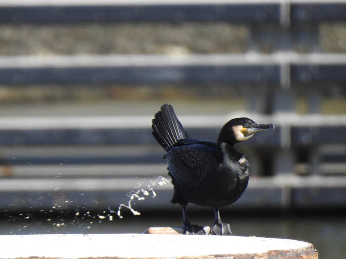 foto naturalistiche divertenti Crap Wildlife Photography foto naturalistiche divertenti Crap Wildlife Photography