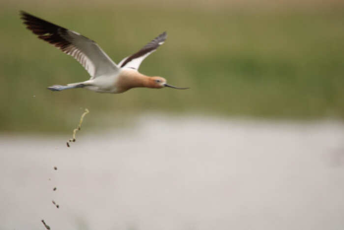 foto naturalistiche divertenti Crap Wildlife Photography foto naturalistiche divertenti Crap Wildlife Photography