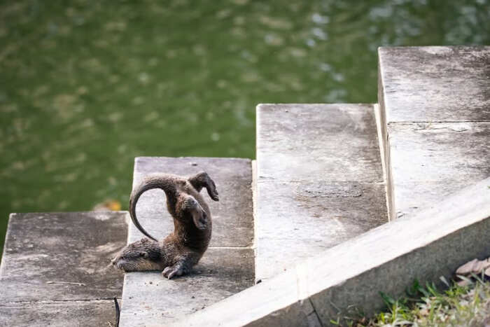 foto naturalistiche divertenti Crap Wildlife Photography foto naturalistiche divertenti Crap Wildlife Photography