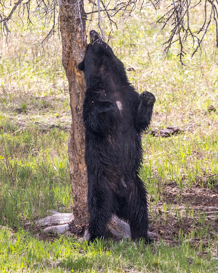 foto naturalistiche divertenti Crap Wildlife Photography foto naturalistiche divertenti Crap Wildlife Photography