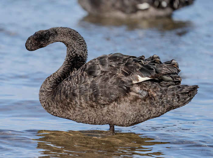 foto naturalistiche divertenti Crap Wildlife Photography foto naturalistiche divertenti Crap Wildlife Photography