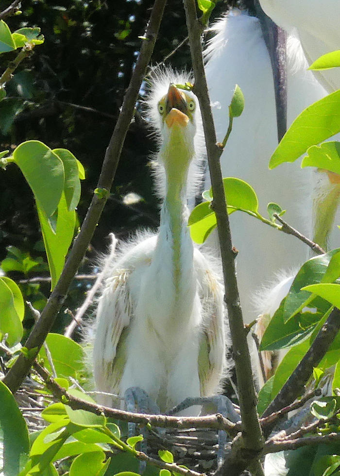 foto naturalistiche divertenti Crap Wildlife Photography foto naturalistiche divertenti Crap Wildlife Photography