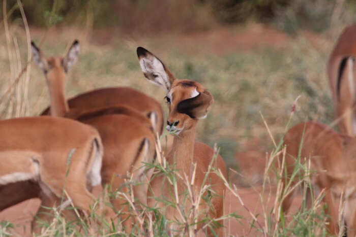 foto naturalistiche divertenti Crap Wildlife Photography foto naturalistiche divertenti Crap Wildlife Photography