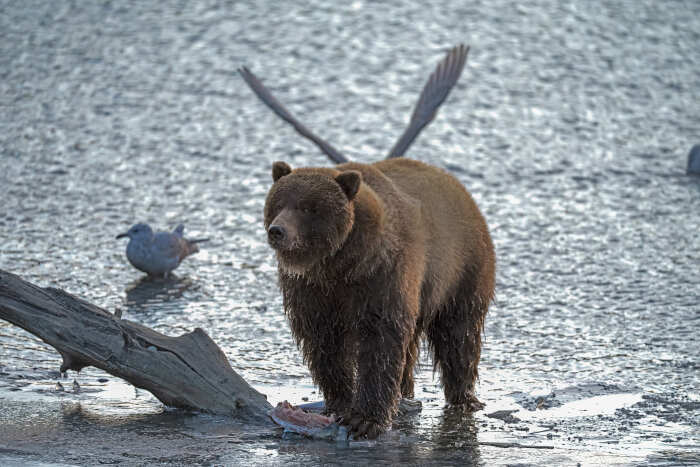 foto naturalistiche divertenti Crap Wildlife Photography foto naturalistiche divertenti Crap Wildlife Photography