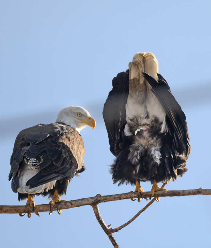 foto naturalistiche divertenti Crap Wildlife Photography foto naturalistiche divertenti Crap Wildlife Photography
