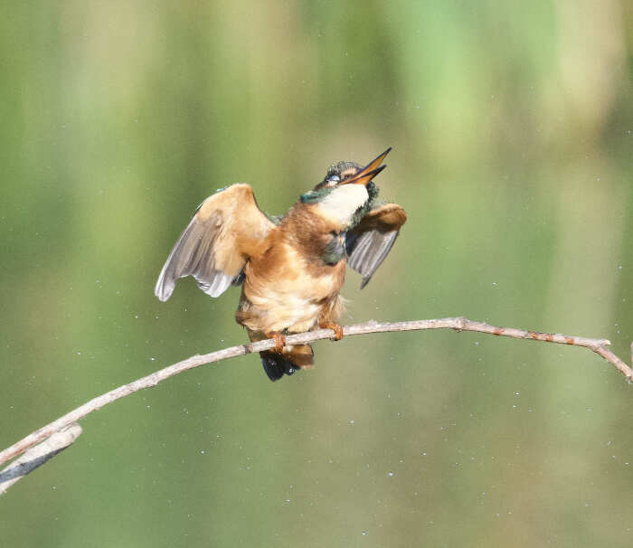 foto naturalistiche divertenti Crap Wildlife Photography foto naturalistiche divertenti Crap Wildlife Photography