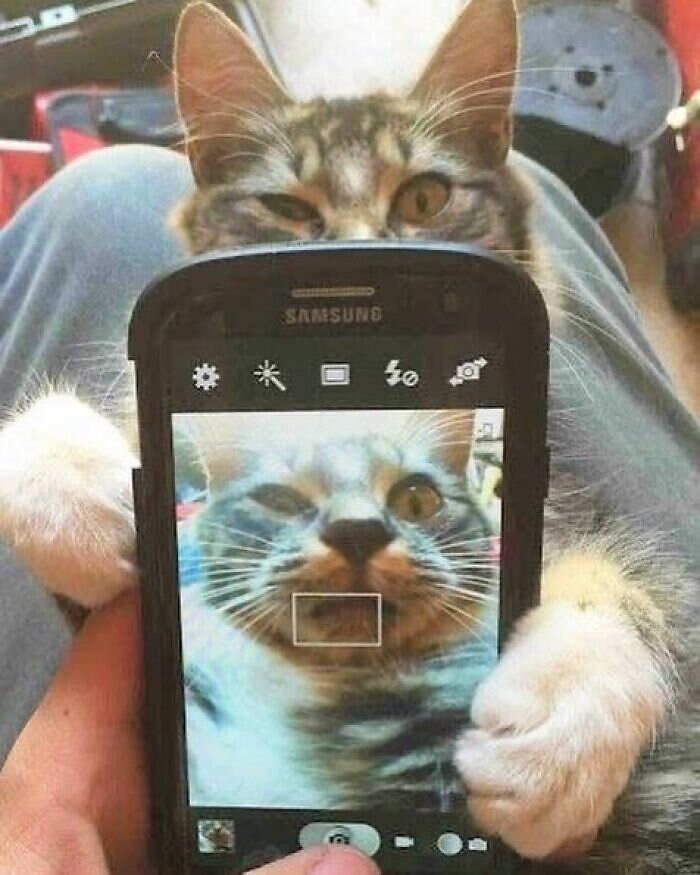 foto gatti divertenti instagram foto gatti divertenti instagram