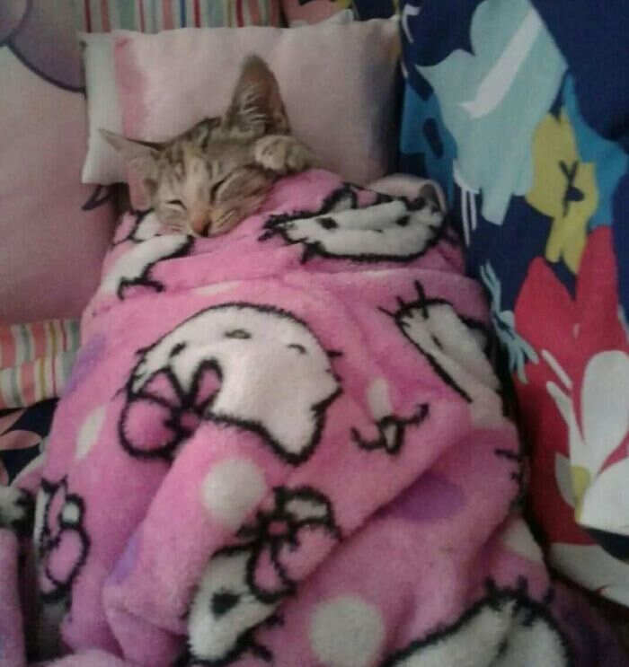 foto gatti divertenti instagram foto gatti divertenti instagram