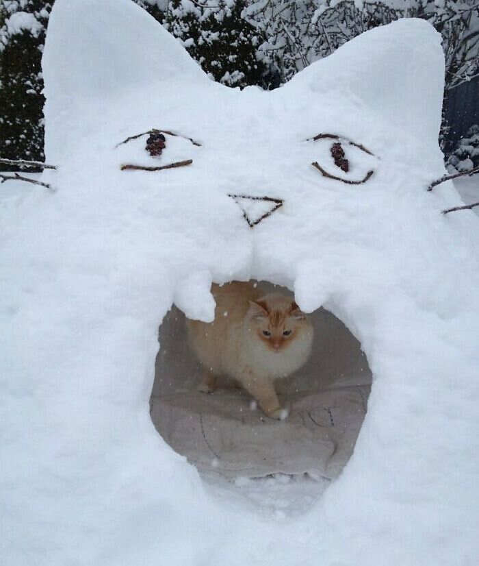foto gatti divertenti instagram foto gatti divertenti instagram