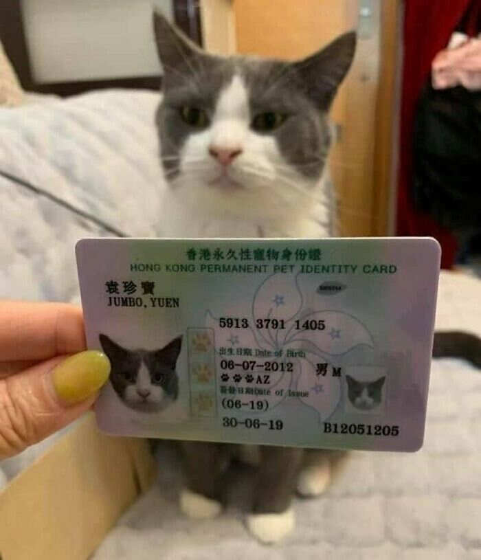 foto gatti divertenti instagram foto gatti divertenti instagram