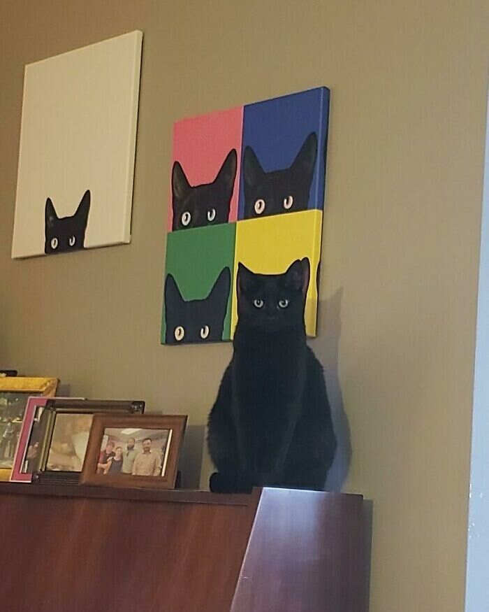 foto gatti divertenti instagram foto gatti divertenti instagram