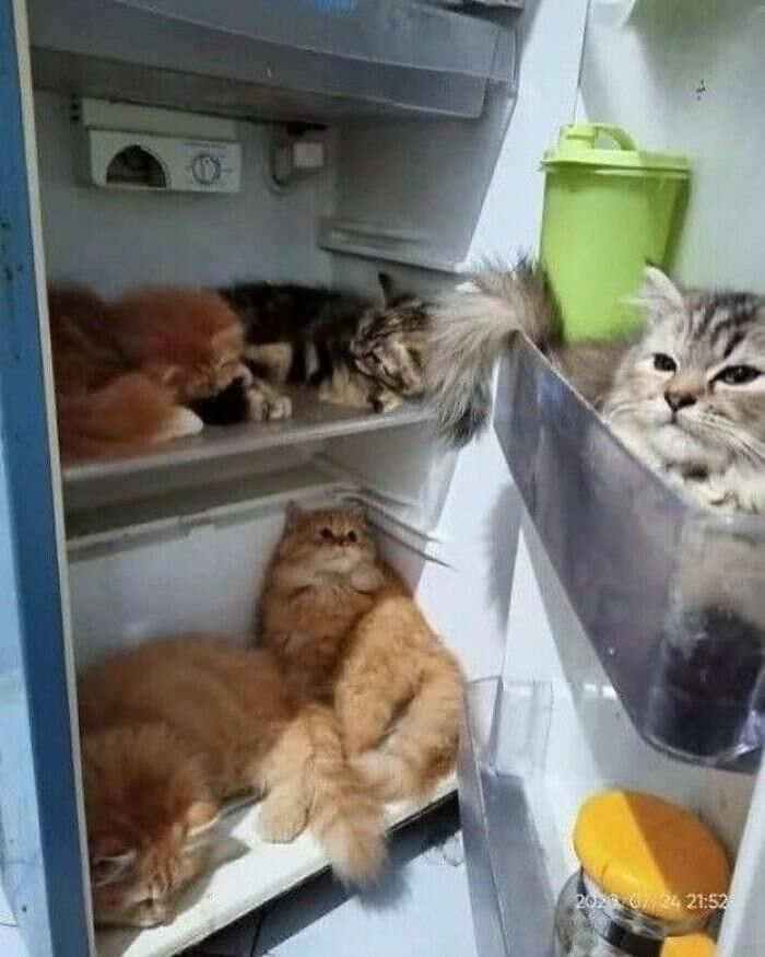 foto gatti divertenti instagram foto gatti divertenti instagram