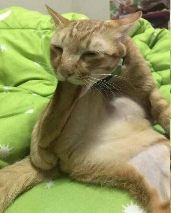 foto gatti divertenti instagram foto gatti divertenti instagram