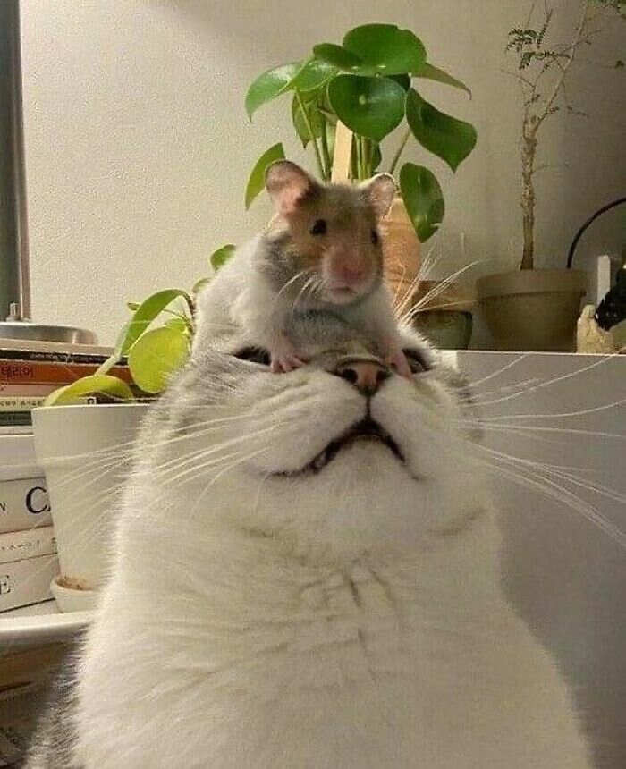 foto gatti divertenti instagram foto gatti divertenti instagram