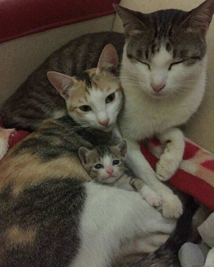 foto gatti divertenti instagram foto gatti divertenti instagram