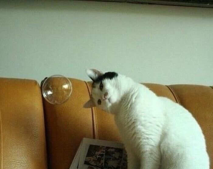 foto gatti divertenti instagram foto gatti divertenti instagram
